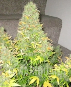 Auto Onyx - SEEDSMAN
