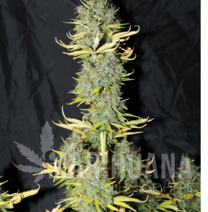 Auto Skunk #1 - SEEDSMAN