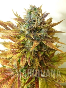 Auto Sour Diesel Haze - SEEDSMAN