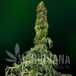 Auto Sweet Tooth - SEEDSMAN