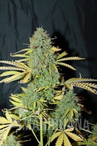 Auto White Widow - SEEDSMAN