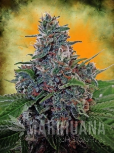 Blue Cush Fast Auto - SEEDSMAN