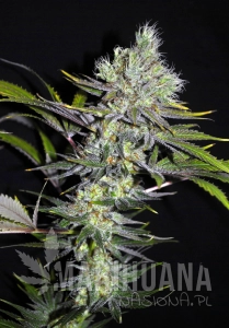 CBD Sweet'n Sour - SEEDSMAN