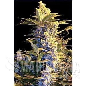 Easy Ryder Auto - SEEDSMAN