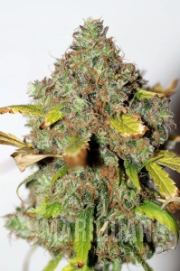 Power Africa - SEEDSMAN