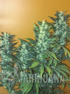 Power Africa Fast - SEEDSMAN