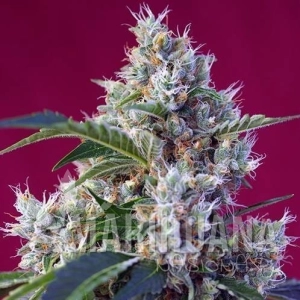 Indigo Berry Kush - SWEET SEEDS