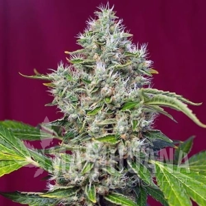 San Fernando Lemon Kush - SWEET SEEDS