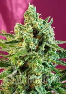 S.A.D. Sweet Afgani Delicious CBD - SWEET SEEDS