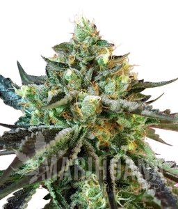 Sweet Nurse Auto CBD - SWEET SEEDS