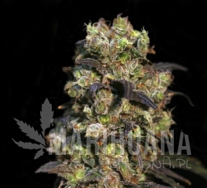 Pink Doctor CBD - Biological Seeds
