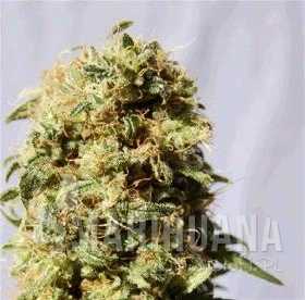Auto AK Bio - Biological Seeds