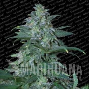 L.A. Amnesia - PARADISE SEEDS