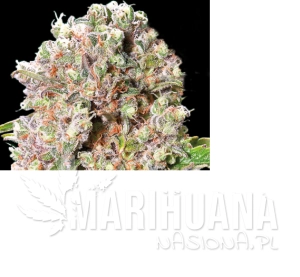 Mendocino Skunk - PARADISE SEEDS