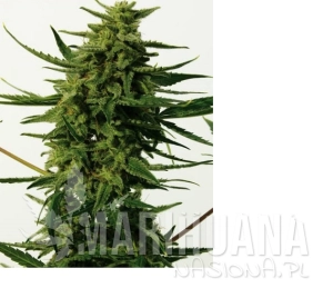 CBD + Critical #47 - POSITRONICS