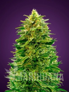 Amnesia - ADVANCED SEEDS