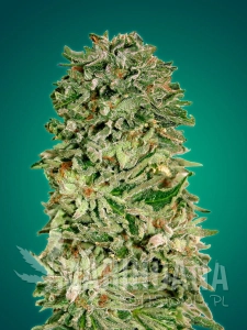 Shark Widow CBD - ADVANCED SEEDS