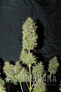 Auto White Widow - 00 SEEDS BANK