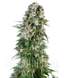 Big Bud Automatic - SENSI SEEDS
