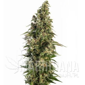 Afghani #1 Automatic - SENSI SEEDS