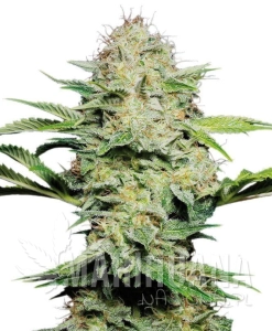 Shiva Skunk Automatic - SENSI SEEDS