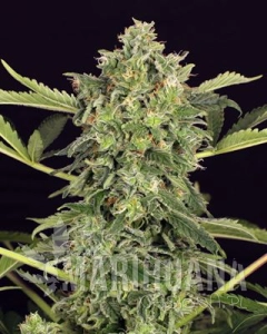 Mango Cream Auto - EXOTIC SEED