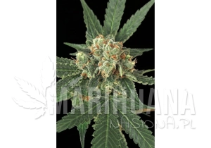 Blue Monkey - EXOTIC SEED
