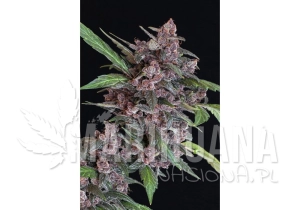 Black Lemon Auto - EXOTIC SEED