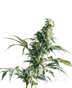 Mexican Sativa - SENSI SEEDS