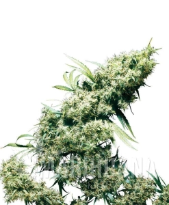 Jamaican Pearl - SENSI SEEDS