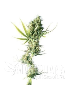 Durban - SENSI SEEDS
