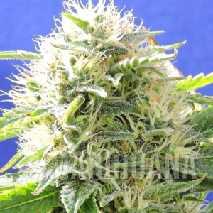 Black Destroyer - Original Sensible Seeds