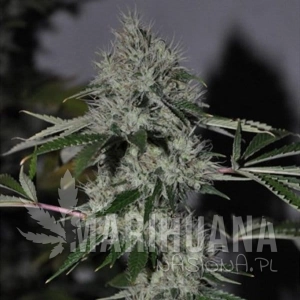Chem #4 OG - THE CALI CONNECION