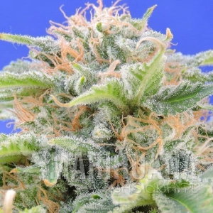 Black Gum - Original Sensible Seeds