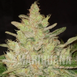 Blueberry Ghost OG - Original Sensible Seeds