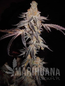 Girl Scout Cookies - THE CALI CONNECION