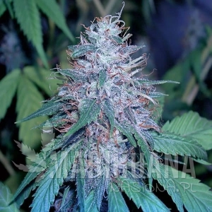 Grape Kush - THE CALI CONNECION