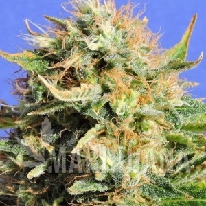 Chronic Lights - Original Sensible Seeds