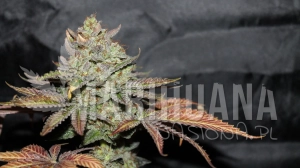 LA Cookies - THE CALI CONNECION