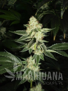 Louis XIII OG - THE CALI CONNECION