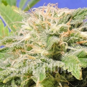 Kali AK - Original Sensible Seeds