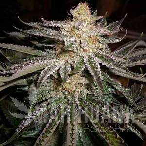 Original Sour Diesel - THE CALI CONNECION