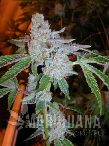 818 Headband Aka Sour OG - THE CALI CONNECION