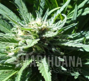 Pineapple Slick - Original Sensible Seeds