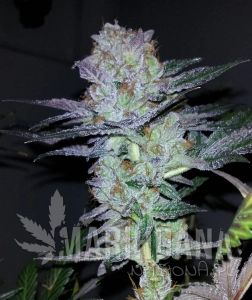 Pre' 98 Bubba - THE CALI CONNECION