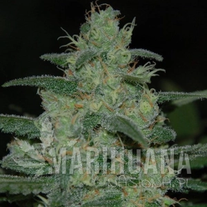 Pure Kush - Original Sensible Seeds