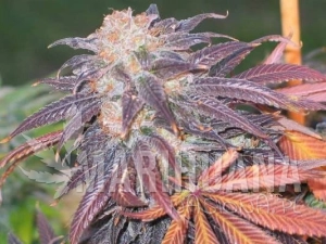 Purple Chem - THE CALI CONNECION