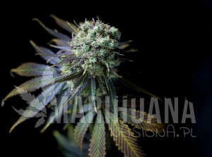 Dinamed CBD - DINAFEM