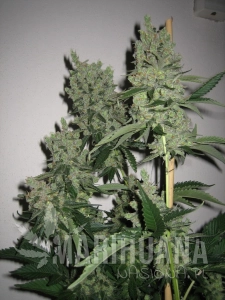 SFV OG Kush - THE CALI CONNECION