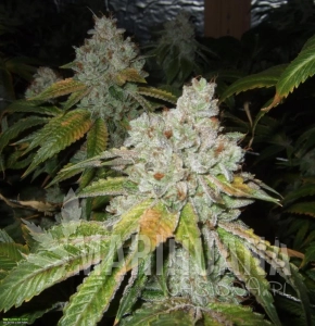 Tahoe OG Kush - THE CALI CONNECION